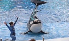 an orca in a shallow pool next to a trainer in a wetsuit with arms raised