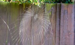 A garden spider’s web in Josie George's garden.