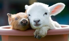 A cute newborn baby piglet and lamb cuddle on a farm, Devon, UK<br>C2H017 A cute newborn baby piglet and lamb cuddle on a farm, Devon, UK