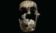 A skull of a new hominin species named Homo naledi, which was alive sometime between 335 and 236 thousand years ago.