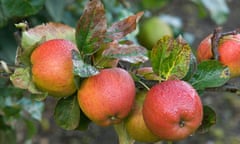 Lord Burghley dessert apples