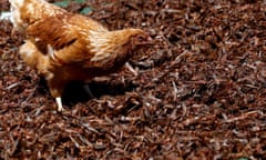 A chicken feeds on crushed desert locusts at a farm near the town of Rumuruti, Kenya