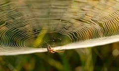 Golden orb spider hanging below its web in Sabi Sand Game Reserve, Mpumalanga, South Africa