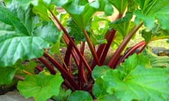 Garden rhubarb 'Strawberry Red'.