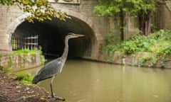 A grey heron hunting at Kennet and Avon canal in Bath, Somerset