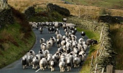 Sheep in Lake District.