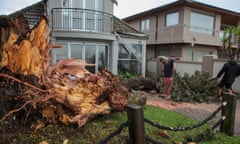 A tree blown down by Cyclone Gabrielle in Auckland, New Zealand