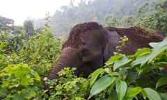 A baby Sumatran elephant is pictured with it's mother in teh Leuser Ecosystem, 30th July 2015. Photo: Paul Hilton / RAN