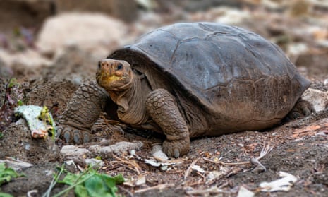 Galápagos tortoise found alive revealed as species thought extinct 100 years ago – video