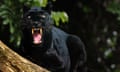 Close-up of a black leopard sitting on a tree and showing its teeth.