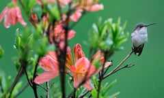 A female Ruby-throated hummingbird sits on the branch of a Rhododendron in Moreland Hills