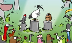 Firstddogonthemoon First Dog on the Moon illustration for Australian Bird of the Year 2023 voting page. Vote for your favourite in the Guardian / BirdLife Australia poll