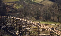 A newly laid hedge at a farm on Dartmoor, Devon