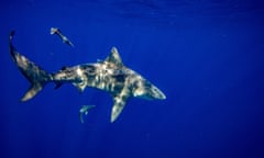 A great white shark, among a few much smaller sharks, swim in bright blue water.