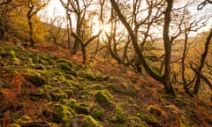 Oak forest, Coed Crafnant, Wales