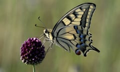 An Old World swallowtail sips nectar from a flower. In the UK, this insect is only found in Norfolk.