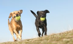 fun and games!<br>two very happy dogs