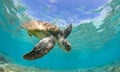 Turtle swimming over a coral reef, Great Barrier Reef