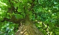 Scotch elm, wych elm (Ulmus glabra, Ulmus scabra), view into the tree top, Germany, Bavaria<br>ADA77T Scotch elm, wych elm (Ulmus glabra, Ulmus scabra), view into the tree top, Germany, Bavaria