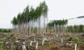 Trees as Crops, Clearcut in progress, Cowichan Valley, Vancouver island, BC Canada<br>BKTR69 Trees as Crops, Clearcut in progress, Cowichan Valley, Vancouver island, BC Canada