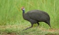 A guineafowl