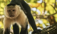 A white face capuchin monkey, Costa Rica