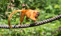 golden lion tamarin monkey