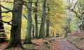 Woodland on the North Downs near Abinger Hammer, Surrey: tall, ancient trees line a track. Autumn leaves have fallen but many green and orange leaves are still on the trees; the light shines through them.