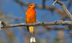 A flame-coloured Tanager.