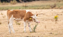 Cattle munching plant in parched field