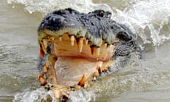 Saltwater crocodile