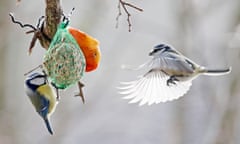 Two blue tits feed in a winter garden