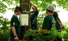 Students tap a tree for maple syrup in Randolph, Vermont, on 20 May 2024.