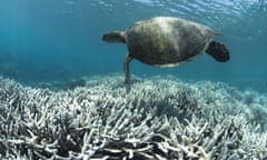 Bleached coral on the Great Barrier Reef