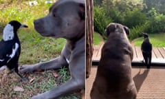 Instagram-famous Molly the magpie seen alongside Staffordshire bull terrier Peggy