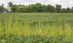 A herbicide-resistant weed grows in a field of soyabeans in Three Oaks, Michigan. 
