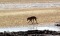 A dingo on the beach at K'gari