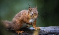 Red squirrel on a branch.