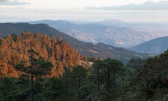 Heavily forested landscape in Ixtlán district, Sierra Norte, Oaxaca, Mexico.