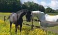 A black and a white horse touching heads.