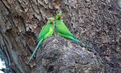 A pair of ring-necked parakeets