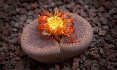 A Flowering stone (Lithops aucampiae) in its late flowering. Plante caillou (Lithops aucampiae) en fleur (fin de floraison).<br>B4XJKP A Flowering stone (Lithops aucampiae) in its late flowering. Plante caillou (Lithops aucampiae) en fleur (fin de floraison).