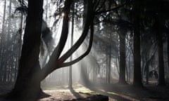 New Forest on Rhinefield Road in Hampshire UK Sun is shining through trees