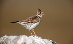 Lark singing on a rock