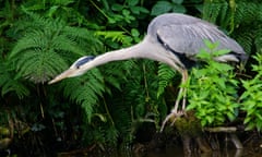 A heron prepares to strike