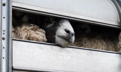 sheep in transit