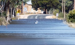 A pelican crosses the road at Walker Flat in the Riverland region of South Australia