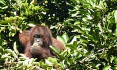 orangutan