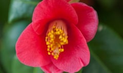 Close-up of a camellia