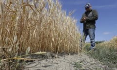 In this photo taken Monday, May 18, 2015, Gino Celli inspects wheat nearing harvest on his farm near Stockton, Calif.  Celli, who farms 1,500 acres of land and manages another 7,000 acres, has senior water rights and draws his irrigation water from the Sacramento-San Joaquin River Delta.  Farmers in the Sacramento-San Joaquin River Delta who have California's oldest water rights are proposing to voluntarily cut their use by 25 percent to avoid the possibility of even harsher restrictions by the state later this summer as the record drought continues.(AP Photo/Rich Pedroncelli)